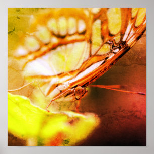 Butterfly Face Close Up Distressed Art Poster
