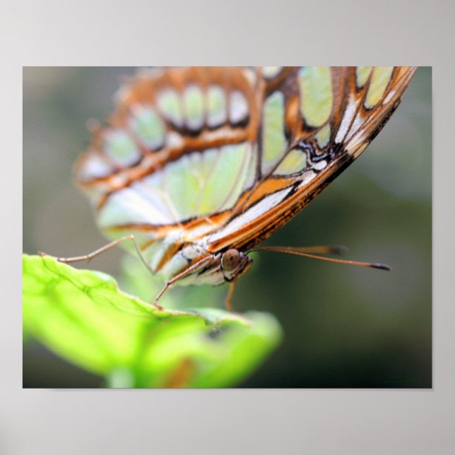 Butterfly Face Macro Nature Poster Print (Front)