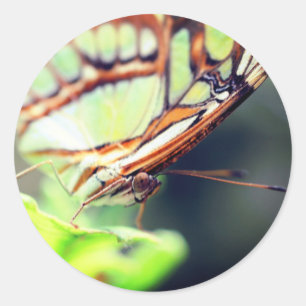 Butterfly Face Nature  Classic Round Sticker