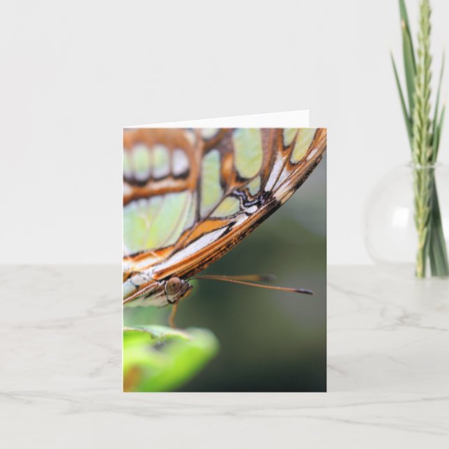 Butterfly Face Nature Photography Note Card (Front)