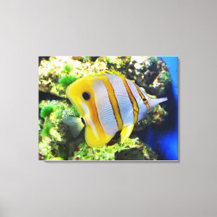 Butterfly fish animal canvas print