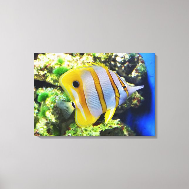 Butterfly fish animal canvas print (Front)