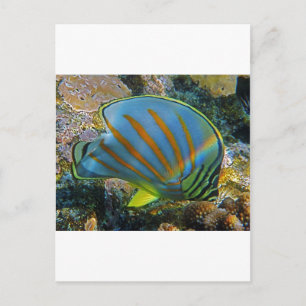 Butterfly Fish Postcard