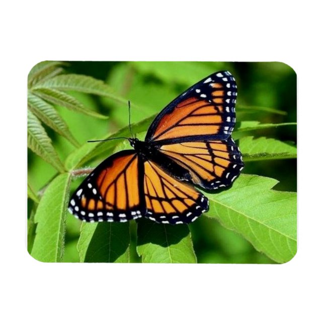 Butterfly flexible magnet (Horizontal)