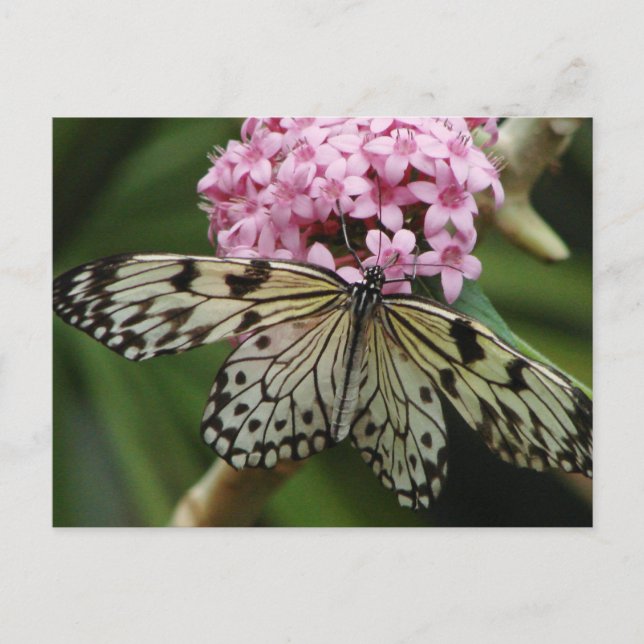Butterfly Flowers 2 Postcard (Front)