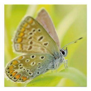 Butterfly  Flowers Blossoms Love Destiny Shower Poster