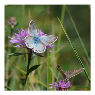 Butterfly  Flowers Blossoms Love Destiny Shower Poster