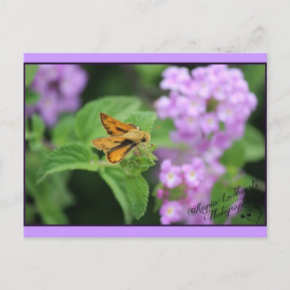Butterfly flowers postcard