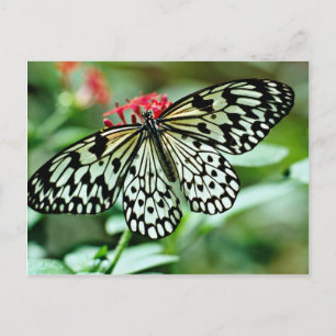 Butterfly flowers postcard