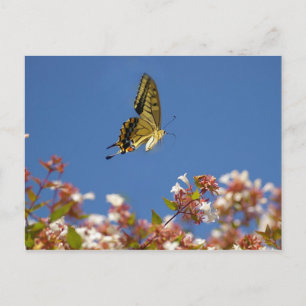 Butterfly Fluttering Postcard