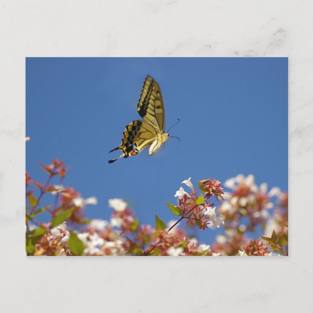 Butterfly Fluttering Postcard (Front)