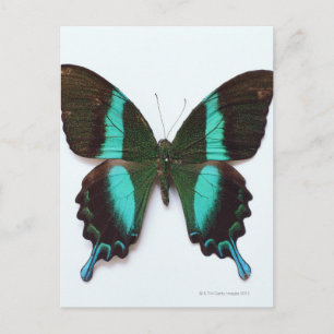 Butterfly found in regions of Asia and India Postcard