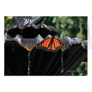 Butterfly Fountain