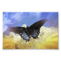Butterfly Freedom