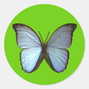 Butterfly Freiburg Germany Blue The MUSEUM Zazzle Classic Round Sticker