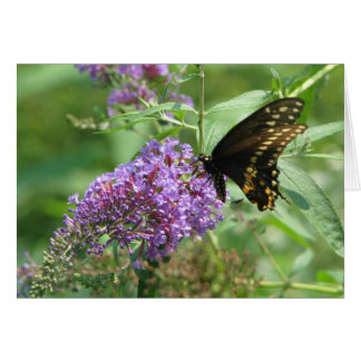 Butterfly Garden