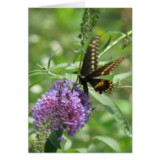 Butterfly Garden