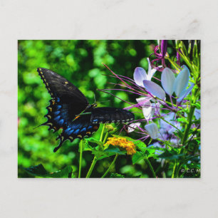 Butterfly Garden Moment Postcard