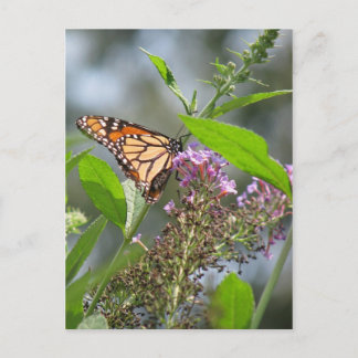 Butterfly Garden Postcard