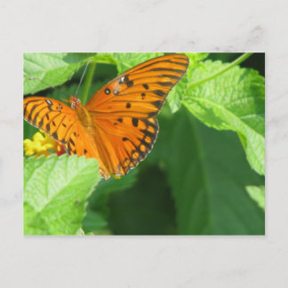 Butterfly Garden Postcard