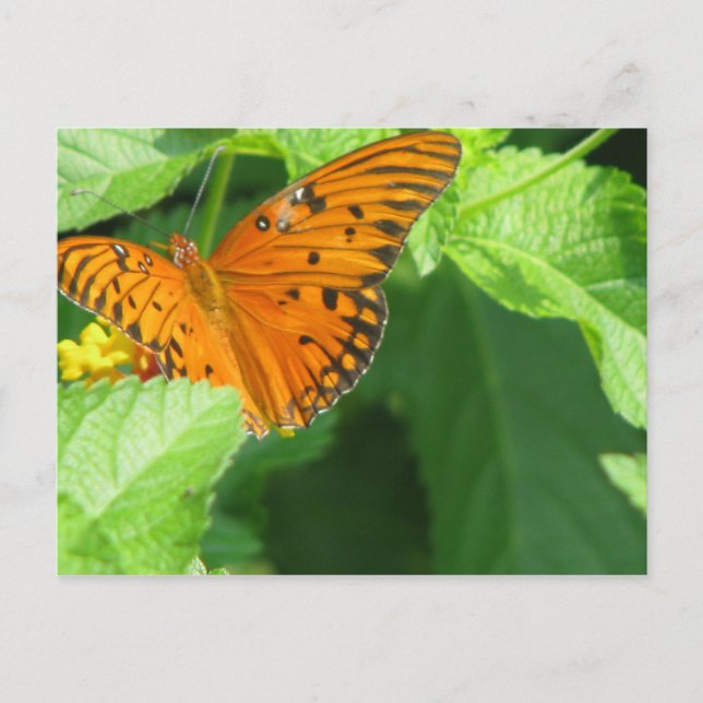 Butterfly Garden Postcard (Front)