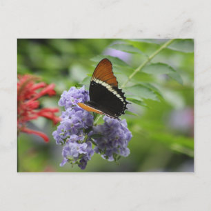 Butterfly garden postcard