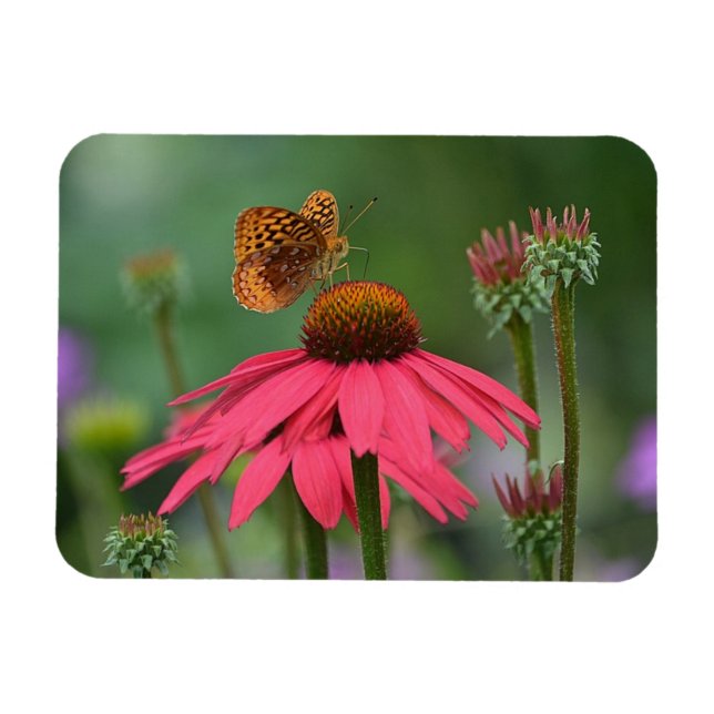 Butterfly Gathering Nectar Magnet (Horizontal)