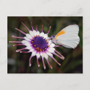 Butterfly gifts postcard