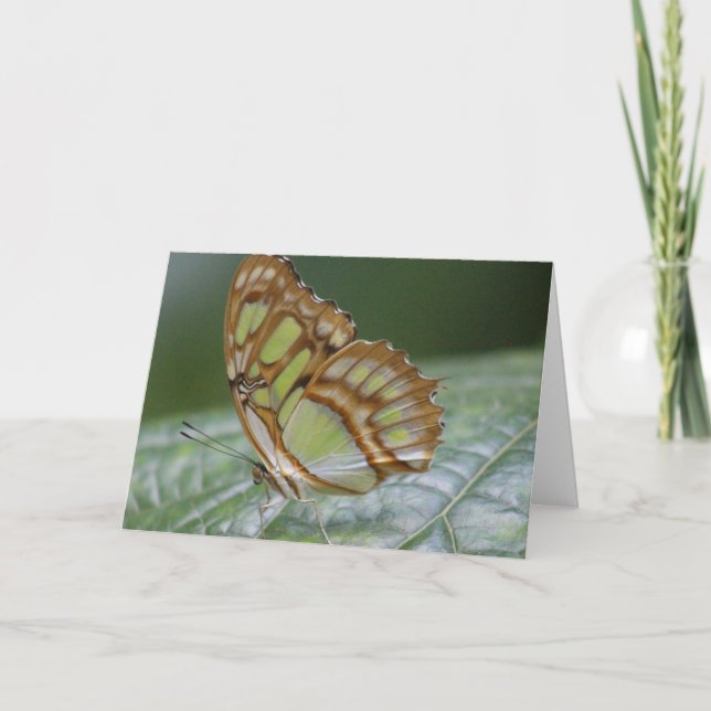 Butterfly greeting card (Front)