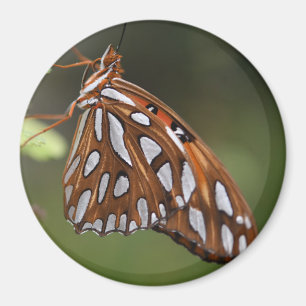 Butterfly Gulf Fritillary Passion Orange Spotted Magnet