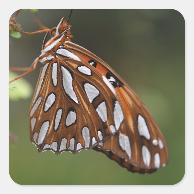 Butterfly Gulf Fritillary Passion Orange Spotted Square Sticker (Front)