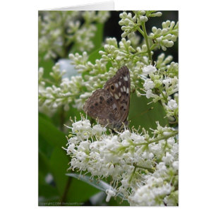 Butterfly : Hackberry Emperor