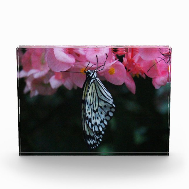 Butterfly Hanging from Flowers Photo Block (Front)