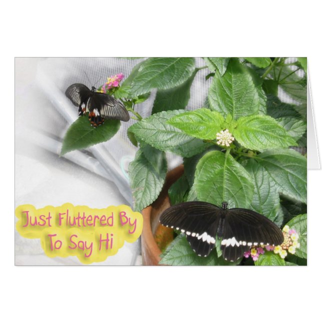 Butterfly-Hi (Front Horizontal)