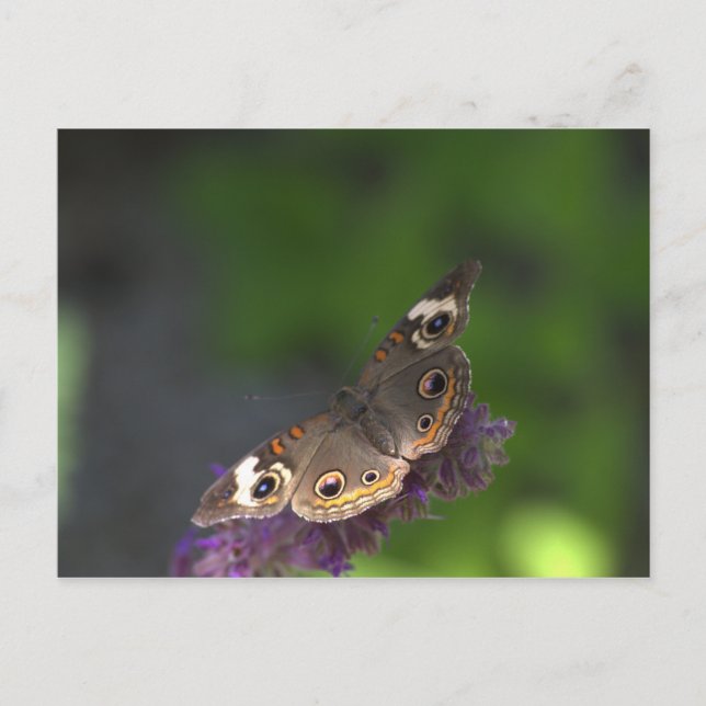Butterfly I Postcard (Front)