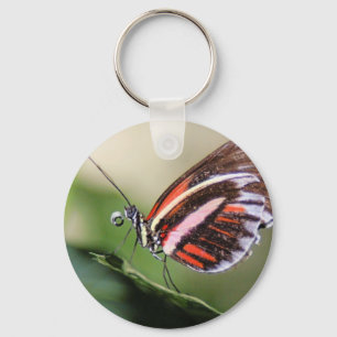 Butterfly Identification Keychain