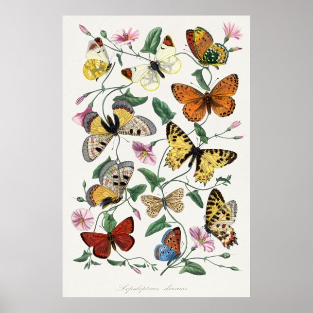 Butterfly Illustration Poster (Front)