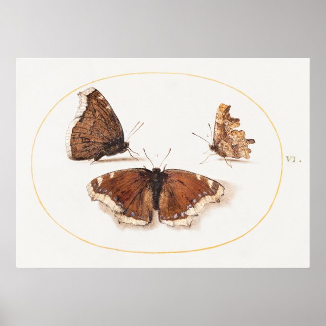 Butterfly Illustration Poster (Front)