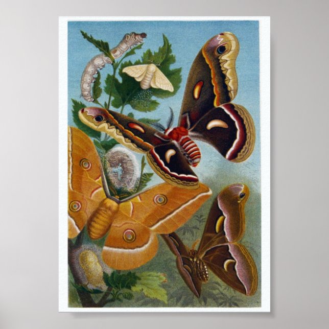 Butterfly Illustration Poster (Front)