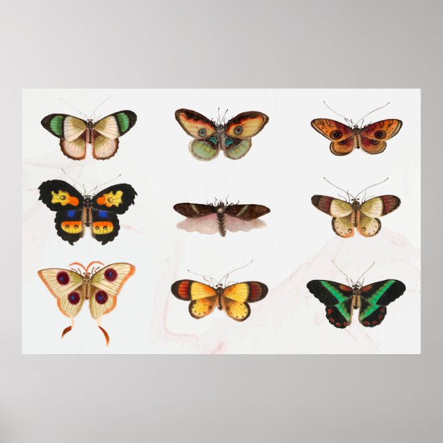 Butterfly Illustration Poster (Front)
