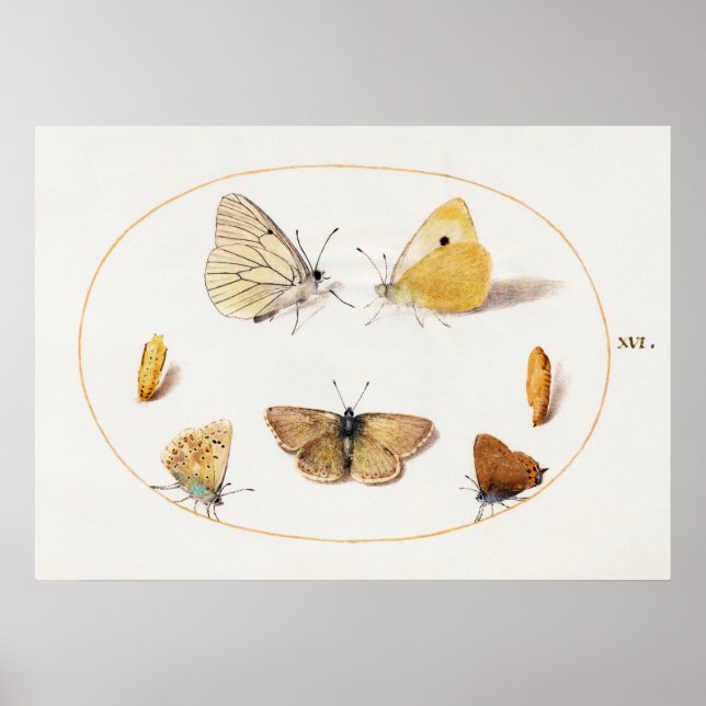 Butterfly Illustration Poster (Front)