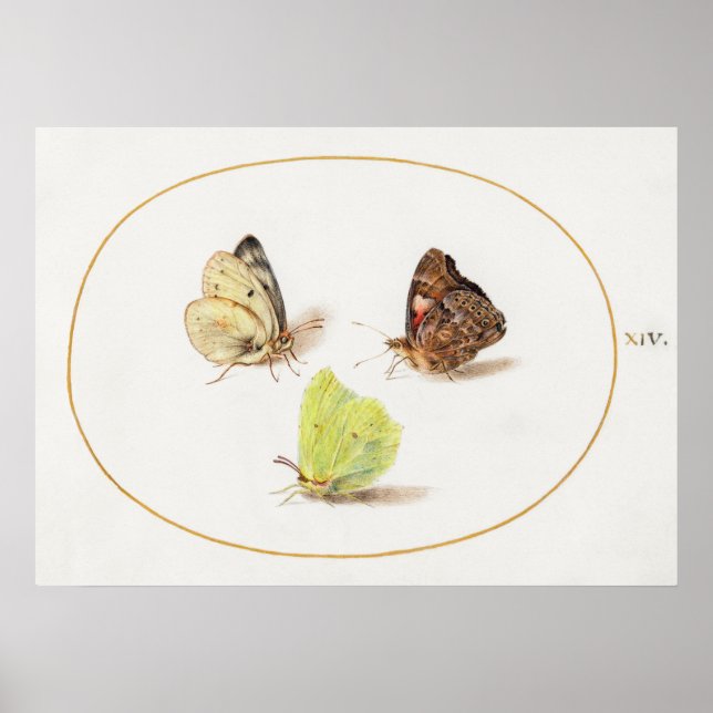 Butterfly Illustration Poster (Front)