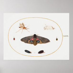 Butterfly Illustration Poster