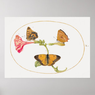 Butterfly Illustration Poster