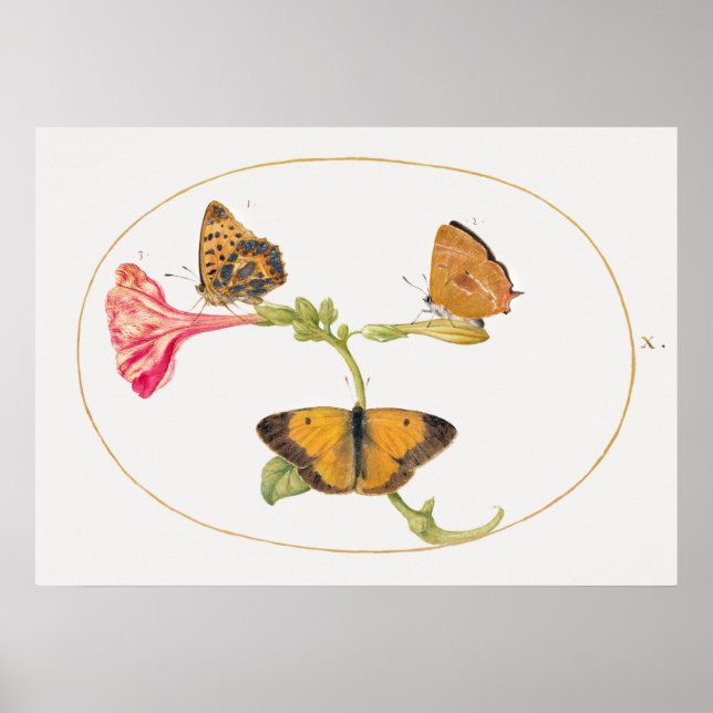 Butterfly Illustration Poster (Front)