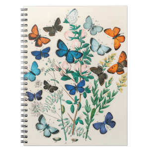 Butterfly illustrations notebook
