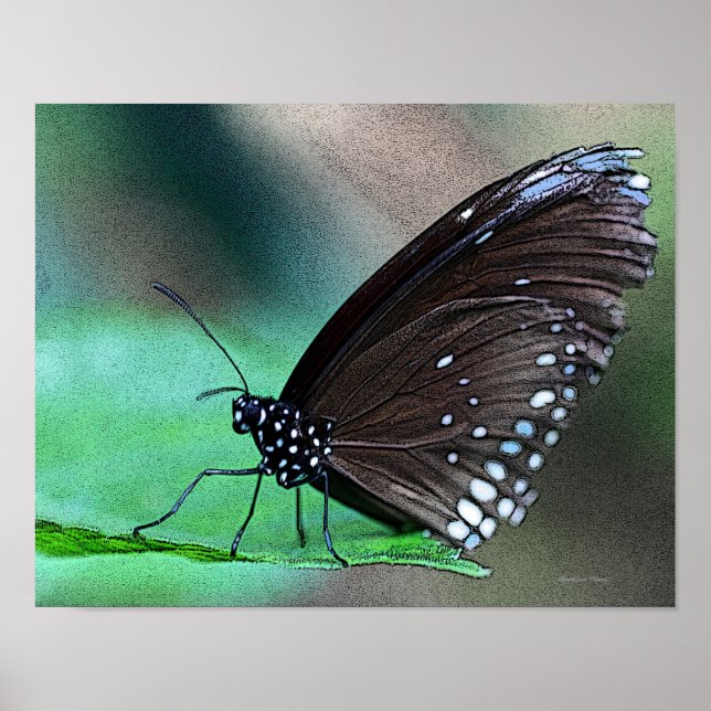 Butterfly in Aqua Poster (Front)