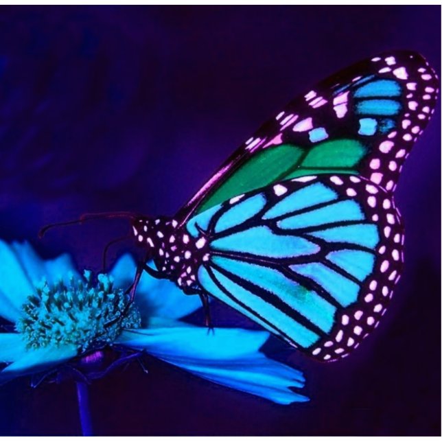Butterfly in Blue Light Photo Sculpture (Front)