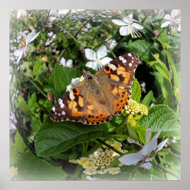 butterfly in circle poster (Front)