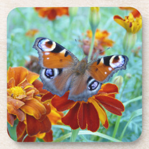 Butterfly In Colourful Garden Coaster